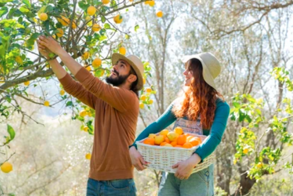 Simple Tips for Planting and Growing Fruit Trees in Seattle