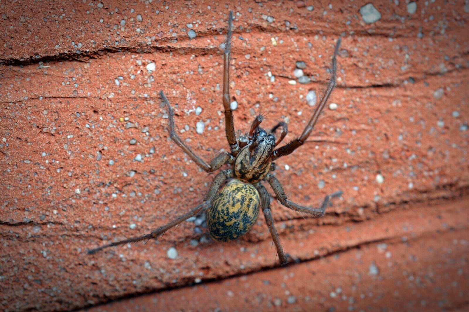 Exploring 11 Signs That You Need a Spider Exterminator Immediately