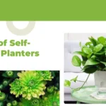 Self Watering Planters