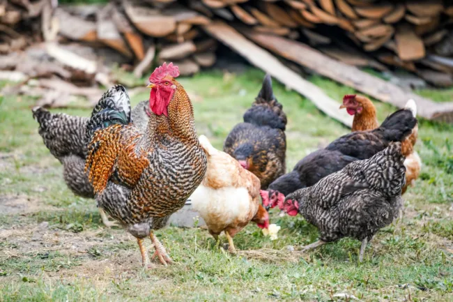 rooster and hens foraging outdoors