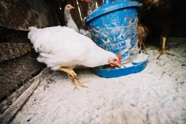 white chicken eating at feeder