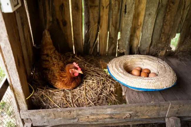 hen sitting in a nesting box