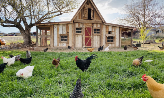 free-range chickens near wooden coop