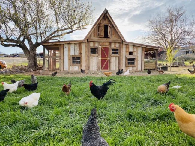 free-range chickens near wooden coop