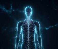 anatomy