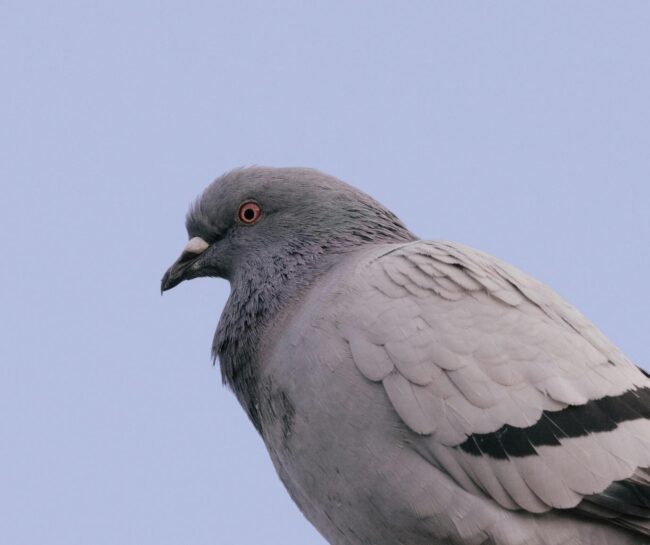 bird