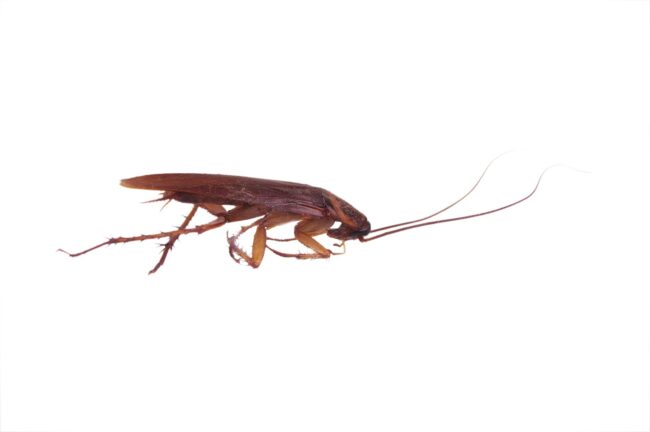 brown-cockroach-insect-isolate