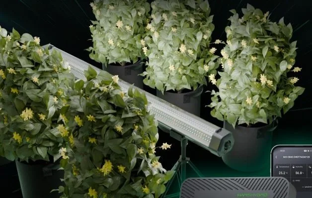 Canopy Grow