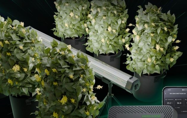 Canopy Grow