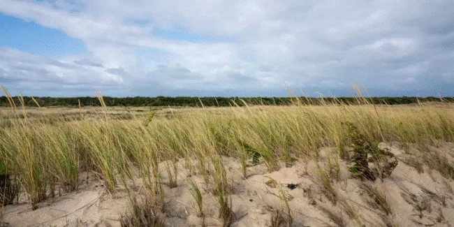 Raw Land