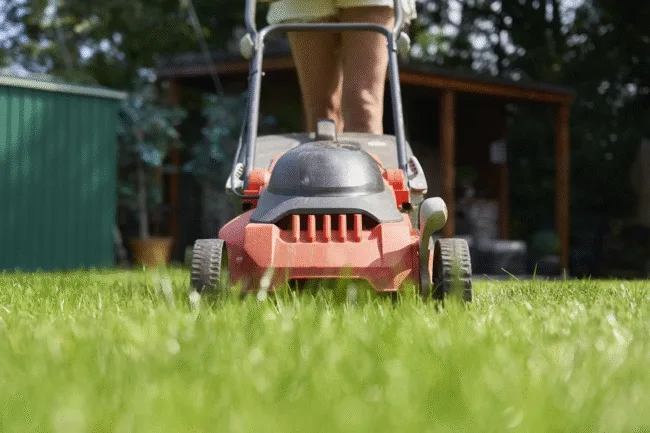lawn