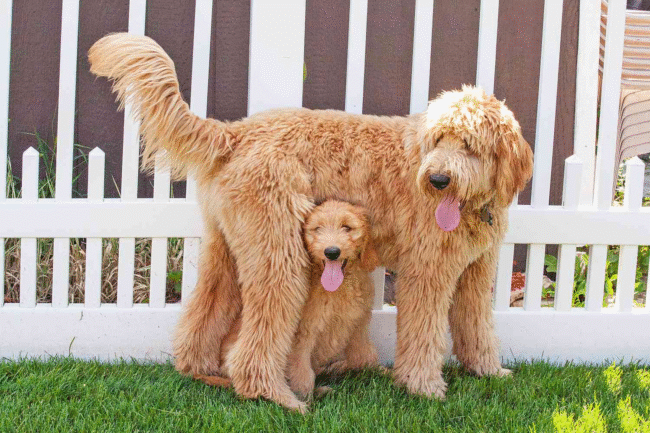 Goldendoodles
