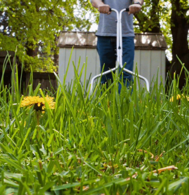 lawn