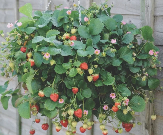 Fruit Trees