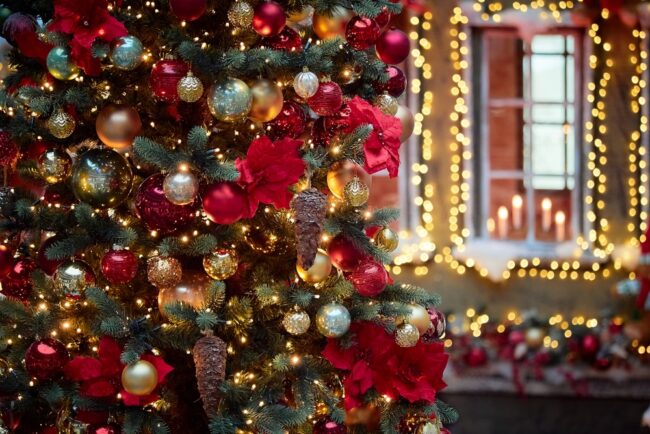 Real Christmas Tree Starts 